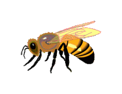 abeille
