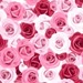 18289100-seamless-background-with-roses
